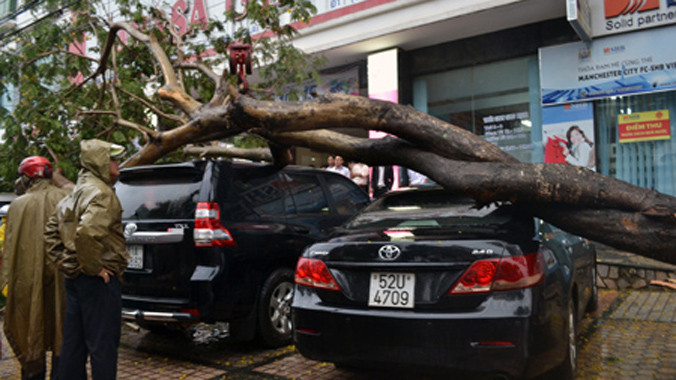 3 ô tô bị cây đè.