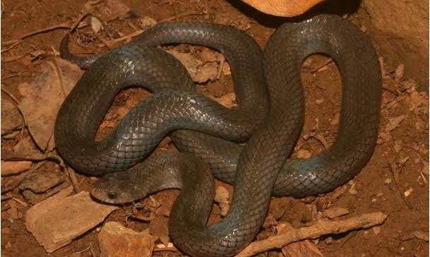 Rắn Khiếm Côn Đảo