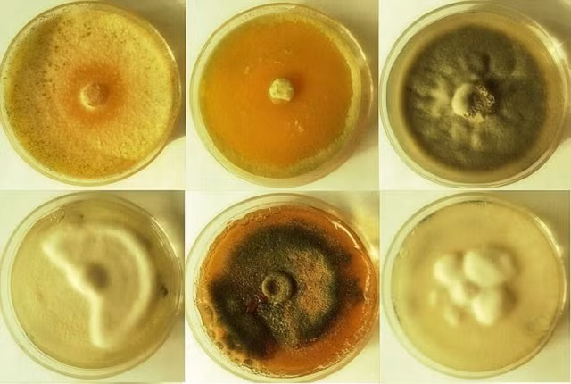 Loài nấm Trichoderma reesei. Ảnh: Daily Mail.