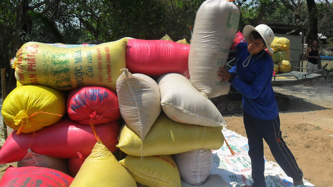 Lúa Jasmin của ông Trương Văn Nhân thu hoạch ngày 12/3 đang chờ thương lái. ẢNH: HÒA HỘI