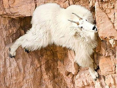 Dê vắt vẻo trên các vách núi dựng đứng...