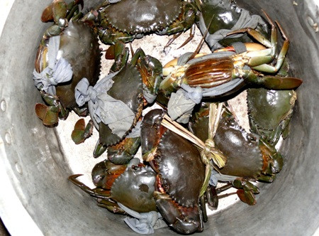 Đặc sản cua biển Cà Mau đang rớt giá.