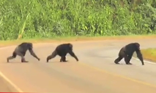 Ngỡ ngàng tinh tinh quan sát khi qua đường