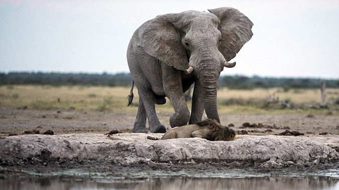 Voi khổng lồ tiếp cận sư tử từ phía sau, gần một vũng nước trong vườn quốc gia Nxai Pans ở Botswana.