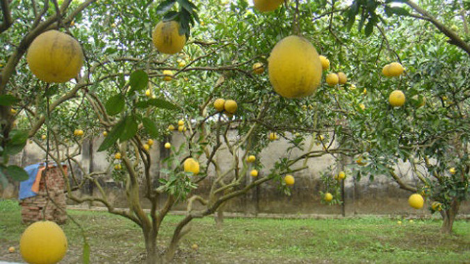 Bưởi Diễn "cháy hàng" và giá lên tới hàng trăm nghìn mỗi quả.