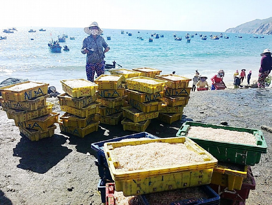 Ruốc tập kết vào bờ trước khi bán cho người dân.