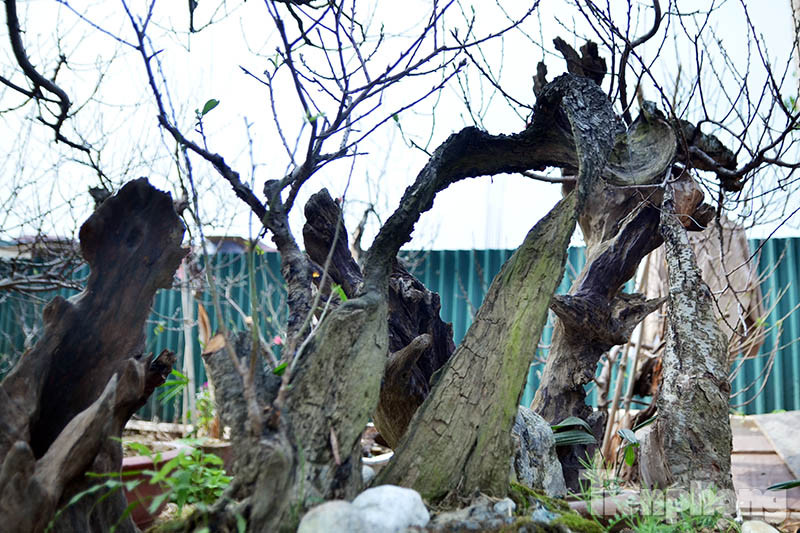 Những gốc đào hàng chục năm tuổi này được ông Tư Khương (Phú Thượng, Tây Hồ, Hà Nội) bỏ ra nhiều thời gian, công sức tạo thành các thế như phụ tử, mẫu tử, huynh đệ, trực ngôn, hình hài linh vật….