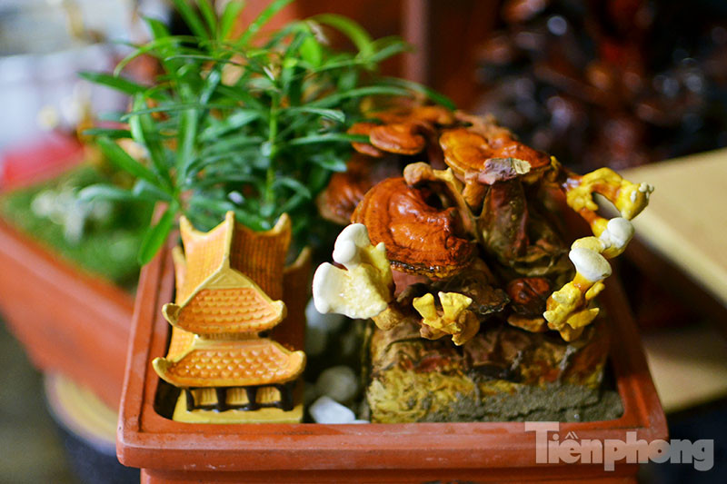 Những cây nấm linh chi bonsai có hình dáng độc đáo.
