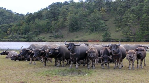 Đàn trâu (ảnh minh họa).
