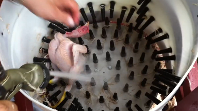 Ngỡ ngàng với máy vặt lông gà siêu nhanh
