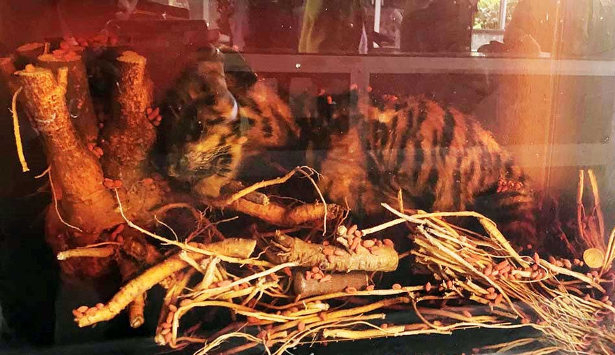 Xác một con cọp trong bể rượu.