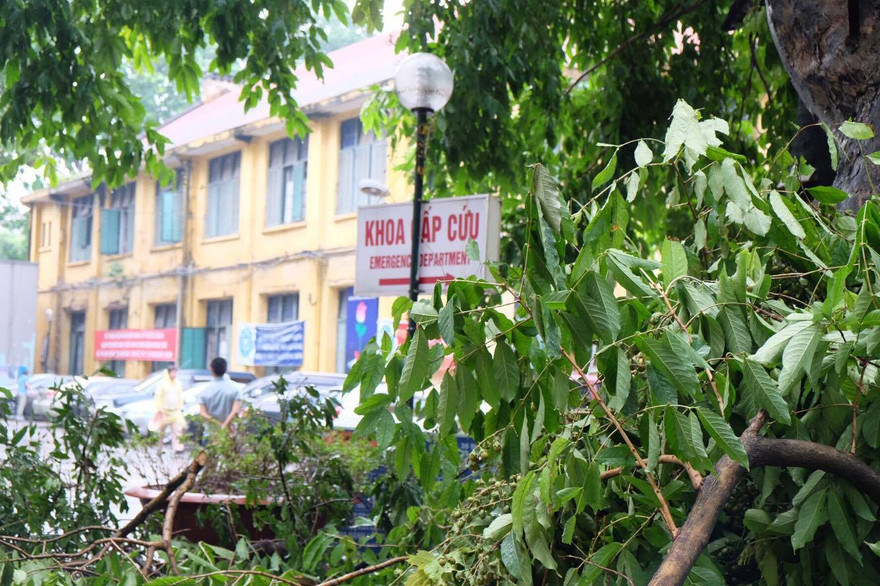 Cây đổ trong bệnh viện, nguy cơ ảnh hưởng đến cấp cứu