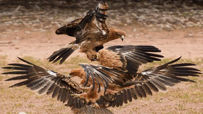 Một con đại bàng Tawney bắt được con rắn hổ mang và chuẩn bị bay lên thì bị hai con đại bàng khác sà tới tranh cướp.