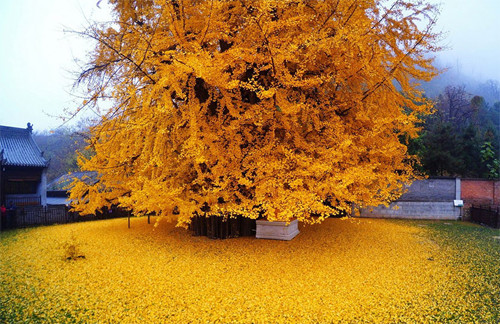 Cây dẻ quạt 1.400 năm tuổi nằm ngay cạnh chùa Cổ Quan Âm Thiền Tự ở núi Chung Nam, Thiểm Tây, Trung Quốc.