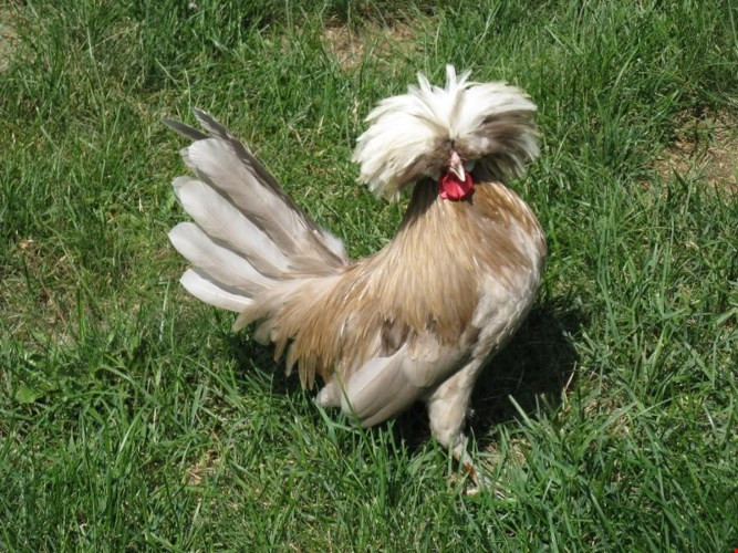 Gà sư tử Ba Lan với chiếc mào xù như bờm sư tử lạ mắt đang được nhiều trang trại rao bán với giá từ 1 - 4 triệu đồng (tùy trọng lượng và tuổi đời gà) để làm quà biếu Tết 2016.