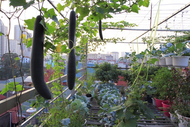 Chị Huyền (đang công tác tại Học viện Phụ nữ Việt Nam) chia sẻ, những năm gần đây con cái đã lớn, công việc cũng ổn định nên chị có thời gian tìm thêm niềm vui trong việc trồng trọt. Từ cuối năm ngoái chị đã mua những giỏ hoa và kệ hai tầng trồng rau đặt 