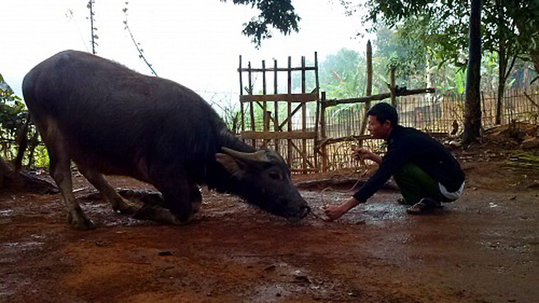 Con trâu đang quỳ xuống theo “hiệu lệnh” của ông Lê.