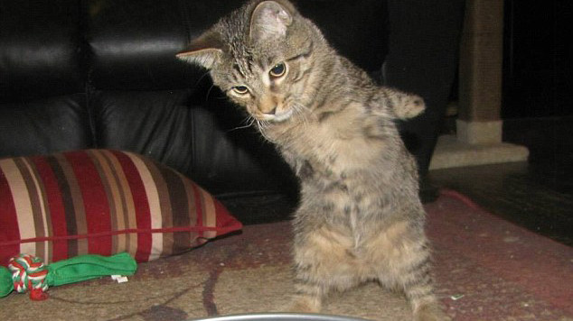 Hiện tại chú mèo có thể đi lại bằng hai chân sau.