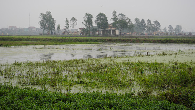 Cả trăm mẫu ruộng tại xã Tri Thủy bị bỏ hoang. ảnh: Minh Tuấn