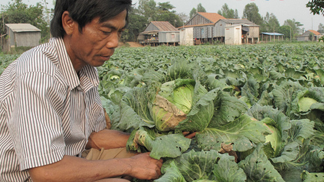 Ông Tâm giữa ruộng bắp cải không bán được. Ảnh: Thanh Hải