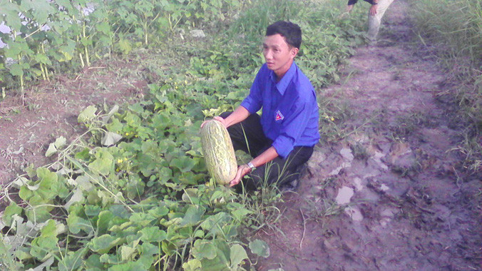 Anh Phong bên ruộng dưa của HTX thanh niên