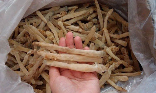 Nhiều tiểu thương thu gom mua để dành bán dịp Tết trong khi nguồn cung hạn chế khiến loại đặc sản này đang cháy hàng dù giá bán hơn 4 triệu đồng một kg. Ảnh: Phương Trà.