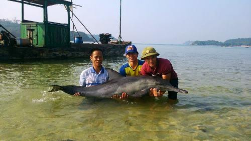 Cá heo ước chừng 50kg được ngư dân thả về biển. Ảnh: Thu Báu/VnExpress