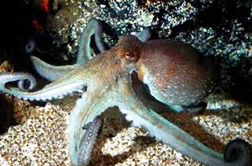 Ảnh: Bạch tuộc có tuyến nước bọt và chất độc rất nguy hiểm đối với hệ thần kinh con người. Ảnh mang tính minh họa. 