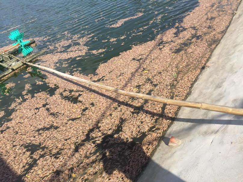 Công an điều tra tôm chết bất thường trong hồ gia đình anh Phạm Văn Hạnh. 