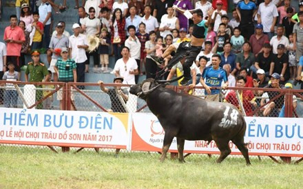 Đồ Sơn mong tiếp tục được tổ chức chung kết chọi trâu