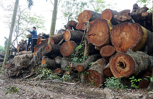 Bãi tập kết gỗ của Công ty TNHH MTV công ty cây xanh Hà Nội. Ảnh: Giang Huy