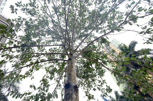 Cây mỡ khi mới trồng còn xum xuê cành lá. Ảnh: Bá Đô