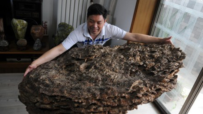 Anh Thôi Liên Bình và cây nấm.