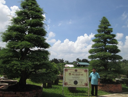 Ông Phước Lộc đứng giữa cặp me đã được Trung tâm Sách kỷ lục Việt Nam xác lập là cặp me kiểng cổ nhất Việt Nam