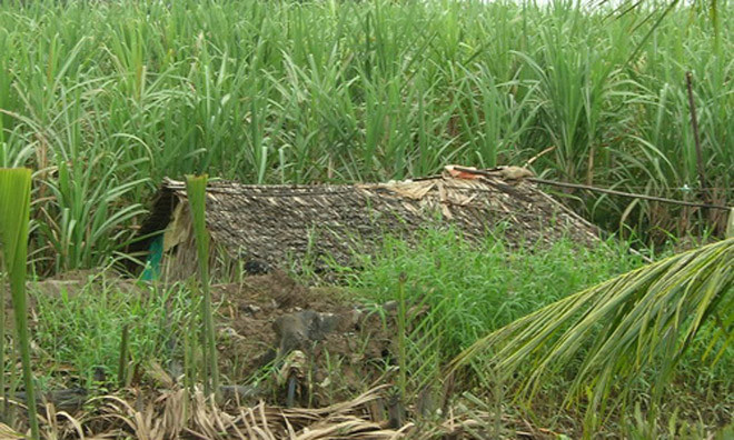 Bữa cơm vợ chồng ở căn chòi trên rẫy bỗng chốc hóa thành thảm kịch. Ảnh minh họa.