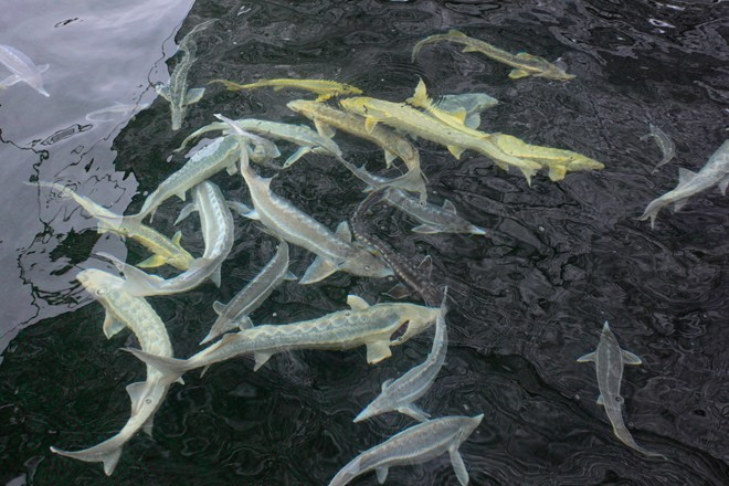  Trứng cá tầm ngàn đô được sản xuất như thế nào? 