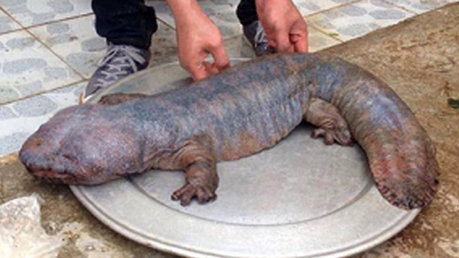 Ảnh "quái vật" do Nguyễn Thanh Tùng tải trên mạng về đăng lên facebook gây xôn xao dư luận