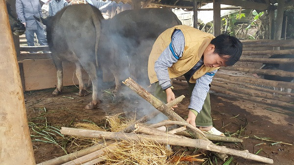 Nhiều trâu bò chết rét vì thiếu thức ăn dự trữ