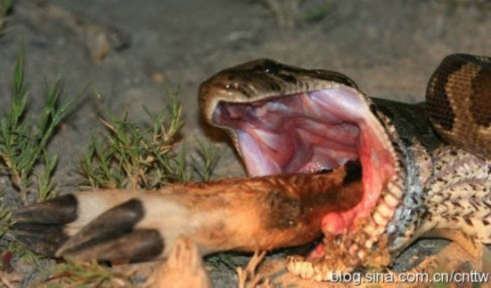 Kinh dị loài trăn khổng lồ ăn thịt người ở châu Phi