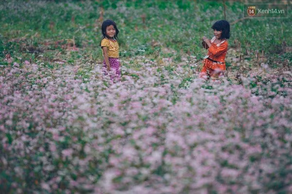 'Tôi đã thấy hoa tam giác mạch ở Hà Giang đẹp tuyệt vời'