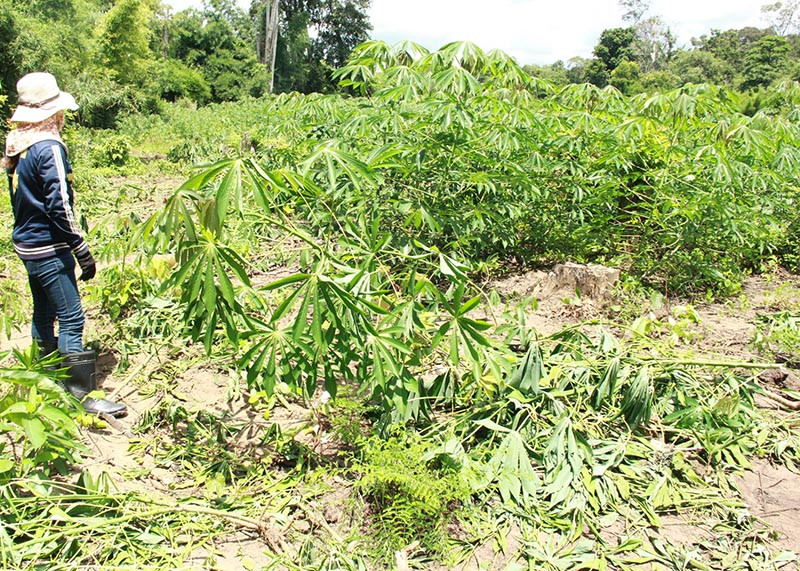 Rẫy bị voi phá.