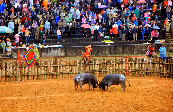 Đề nghị tạm dừng lễ hội chọi trâu Phù Ninh