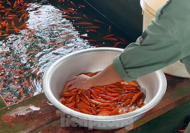 Cá chép đỏ lâu nay được dùng để cúng ông Công ông Táo, tuy nhiên một số người chuyển sang cá KOI