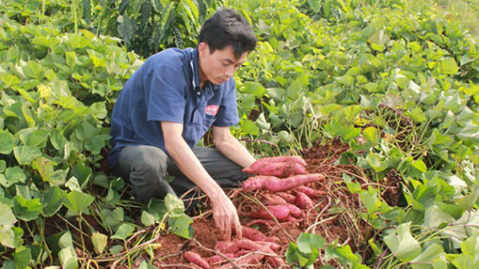 Mùa khoai năm nay bà con nông dân kém vui vì mất mùa.