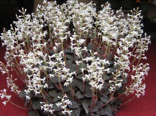 Được đồn thổi là "siêu thần dược", lan kim tuyến đã bị khai thác đến cạn kiệt.