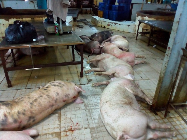 Hơn 600 con heo bị bơm nước trước khi giết mổ.