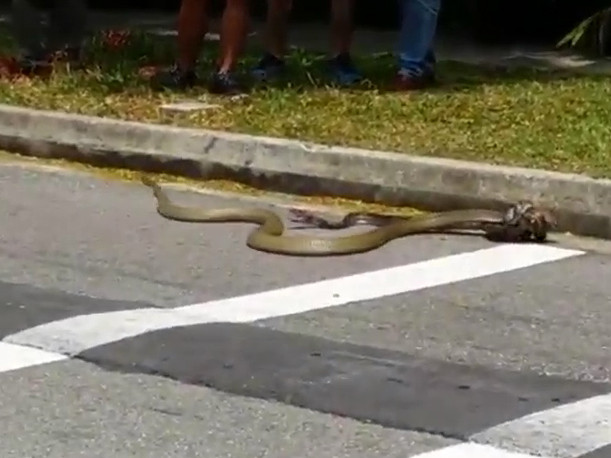 Trận chiến nảy lửa giữa trăn và rắn hổ mang chúa