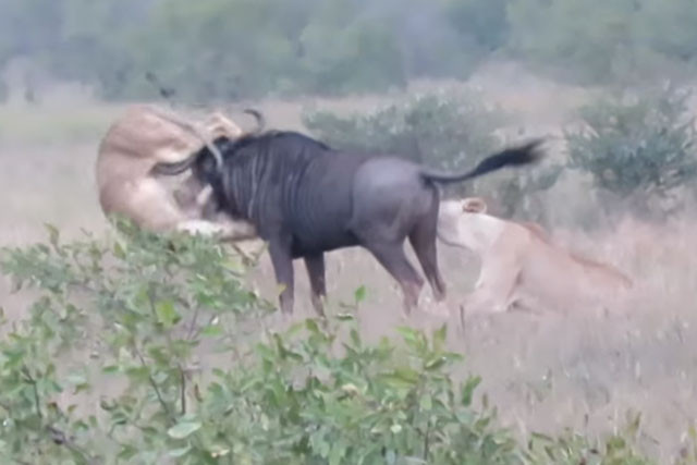 Linh dương đầu bò ác chiến với 2 con sư tử.