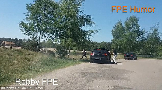 Gia đình bị báo đốm đuổi phải chui lại vào xe hơi. Ảnh: Daily Mail.