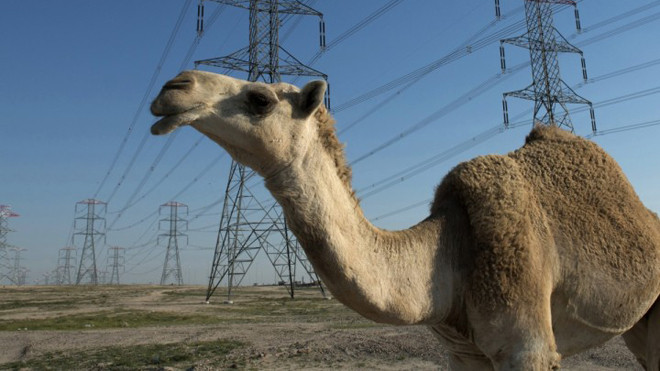 Chú lạc đà Shaheen 